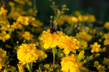 Natur-Impression mit gelbem Blütenmeer und Hummel bei der Bestäubung vor dunklem Hintergrund - Stockfoto