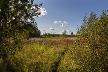 The path passes through the field through tall grass.