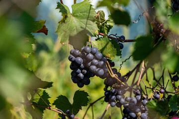vine with ripe red grapes in the garden