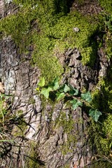 A sprig of green ivy crawling along the trunk of an old mossy tree