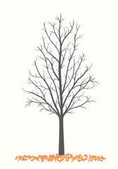 Autumn tree on a light background without leaves