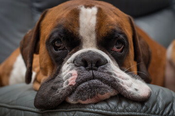 Puppy dog breed German boxer.