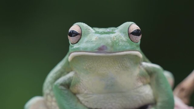 Ein großer grüner Laubfrosch, Litoria infrafrenata, blickt direkt in die Kamera, Portrait frontal, 50fps