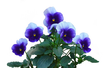 Fototapeta na wymiar Bunch of pansy flowers isolated on white background