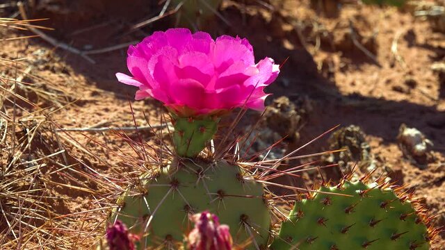 Flowering cactus plants, Pink flowers of Opuntia sp. (polyacantha) in Canyonlands National Park, Utha