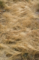 Old dry yellow grasses close
