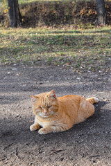 red cat in the park