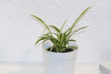 chlorophytum comosum, spider plant on a white background