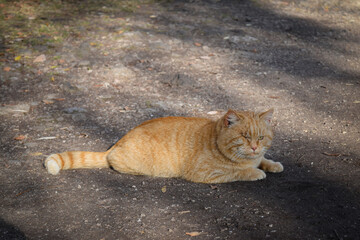 red cat in the park