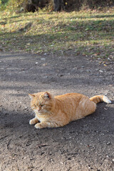 red cat in the park