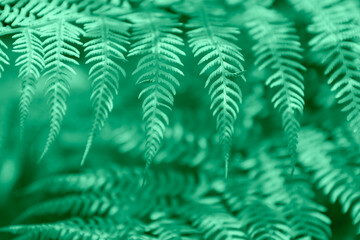 soft focus beautiful fern background toned