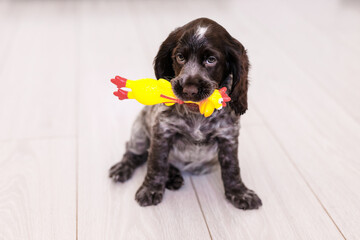 Young springer spaniel dog playing with toy on a floor at home