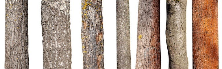 set of natural tree trunks isolated on white background