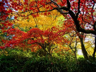 Fototapeta na wymiar Autumn park with bright fall colors