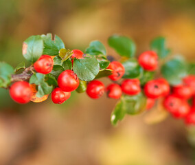 red berries grow on a bush in the park