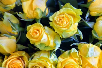 Dry yellow roses with soft focus. Bouquet of withered dried yellow roses. Faded roses on a blurred background.