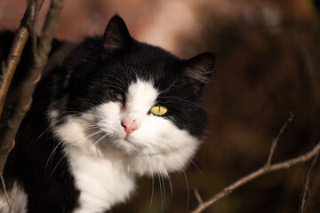 Black cat with a sore right eye sits on a tree