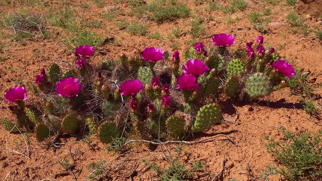Flowering cactus plants, Pink flowers of Opuntia sp. (polyacantha) in Canyonlands National Park, Utha