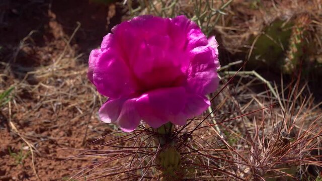 Flowering cactus plants, Pink flowers of Opuntia sp. (polyacantha) in Canyonlands National Park, Utha