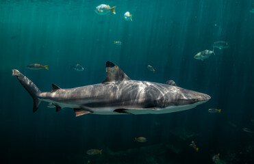 Fototapeta premium Blacktip reefs shark swimming in deep green water