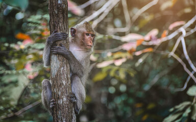 Asian Macaque monkey hanking.