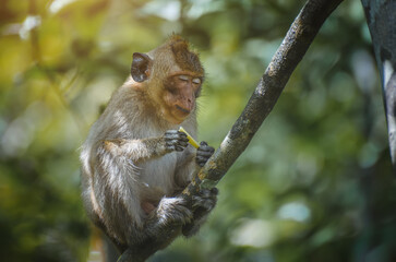 Asian Macaque monkey relaxing.