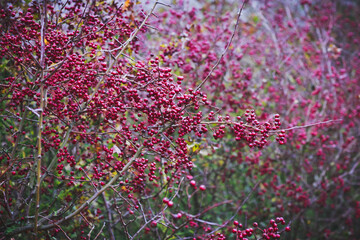 Lots of red berries on a tree