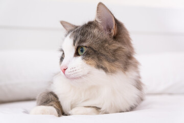 The gray cat sleeps on a white bed. minimalistic interior