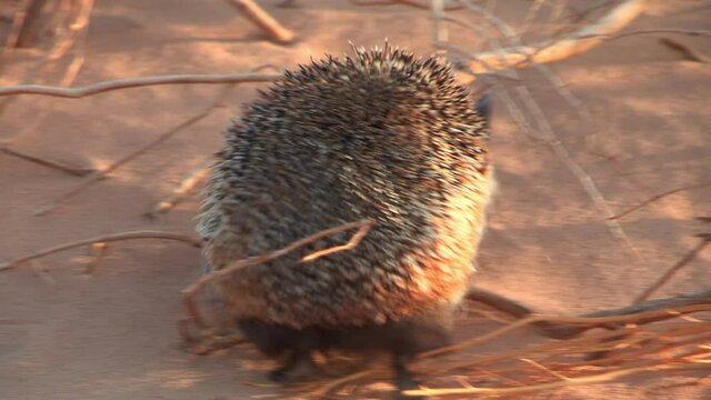 Desert hedgehog looking for food in desert / eilat, negev desert, Israel