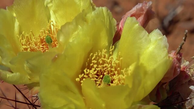 Flowering cactus plants, Yellow flowers of Opuntia sp. (polyacantha) in Canyonlands National Park, Utha