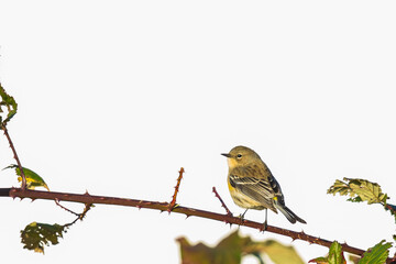 Yellow Rumped Warbler Forages Among Blackberry Vines