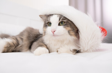 Cute kitten in a red Santa Claus hat sleeps on the bed. christmas 2021