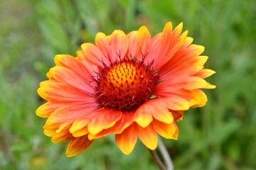 Beautiful of Gaillardia aristata flower with selective focus on green blurred background. Summer flower. Head of gorgeous blooming flowers 