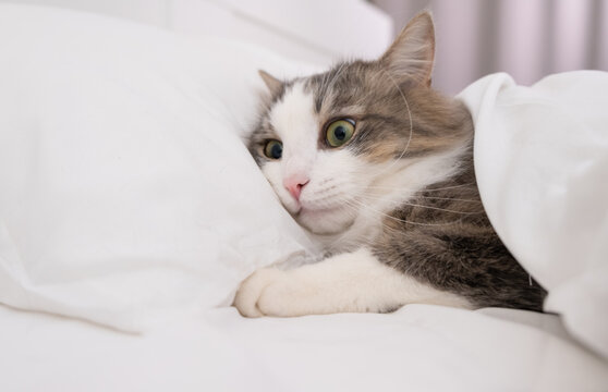 a cat with a funny surprised face lies on the bed