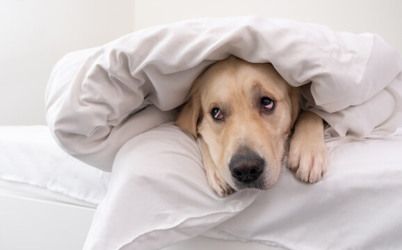 Happy Smiling Young Golden Retriever Dog Under A White Blanket. In Cold Winter Weather, The Pet Keeps Warm In Bed.