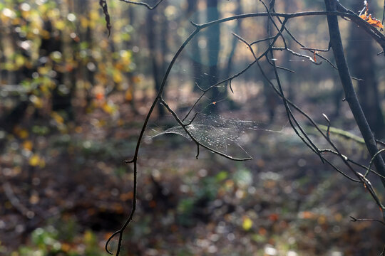 A spider web refreshed by the sun hangs on the branches