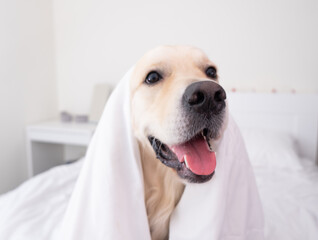 Happy smiling young golden retriever dog under a white blanket. In cold winter weather, the pet keeps warm in bed.