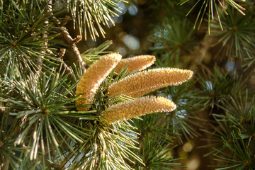 Sprig of cedar pine. Close view of coniferous trees in bloom. Sprig of cedar pine