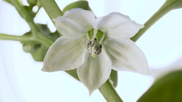 Pollination of a white flower of house pepper, stamen pistils with pollen, close-up