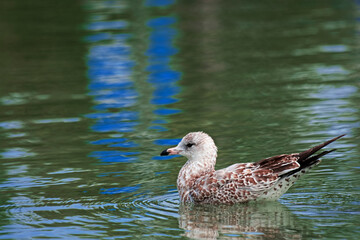 Seagull in water