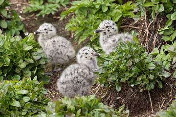 Herring gull, Larus argentatus, chicks. Norway, Hornøya, June 2018