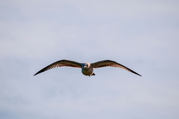 seagull in flight