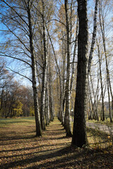 
golden birch alley