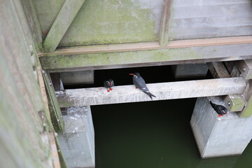 a small bird sitting on a pillar of a lake.