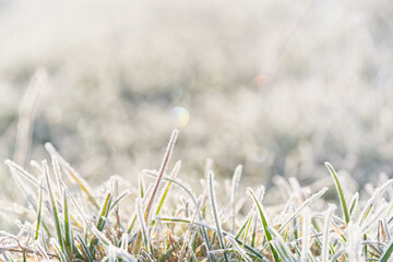 Frozen morning grass bright natural background.
