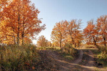 Obraz premium dirt road in an oak grove on an autumn sunny day