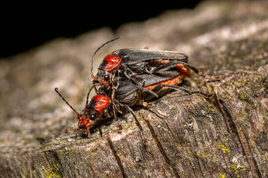 mating pair of soft-winged beetles cantharis fusca on a textured wooden tree stump in natural sunlight macro photography of insect reproduction behavior