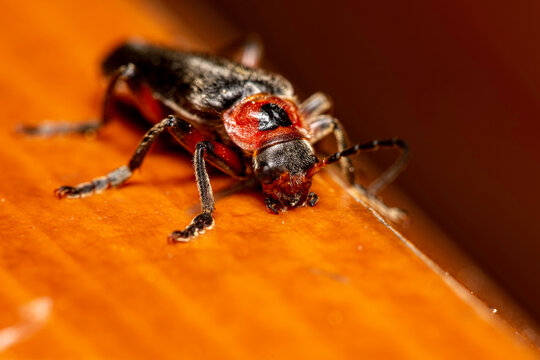 Macro portrait of a soldier beetle Cantharis fusca resting on a warm polished wooden surface