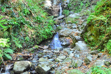 stream in the forest