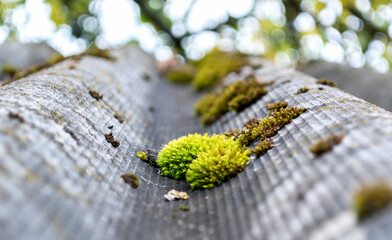 green moss on an old slate roof